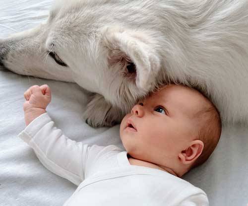 Beneficios que trae tu mascota a tu bebé
