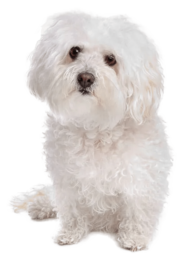 Bichón boloñés
