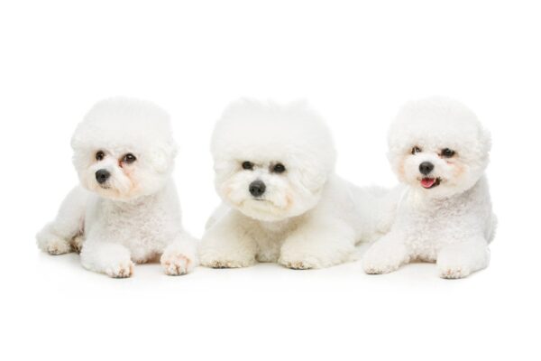Bichón frisé
