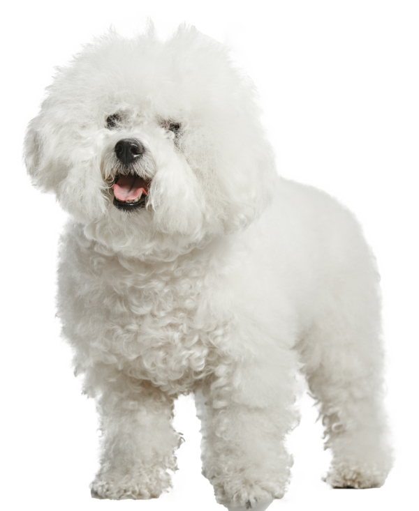 Bichón frisé