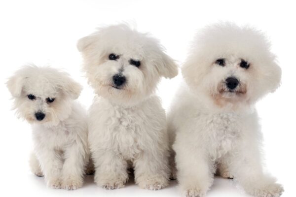 Los bichón maltés estan en via de extincion