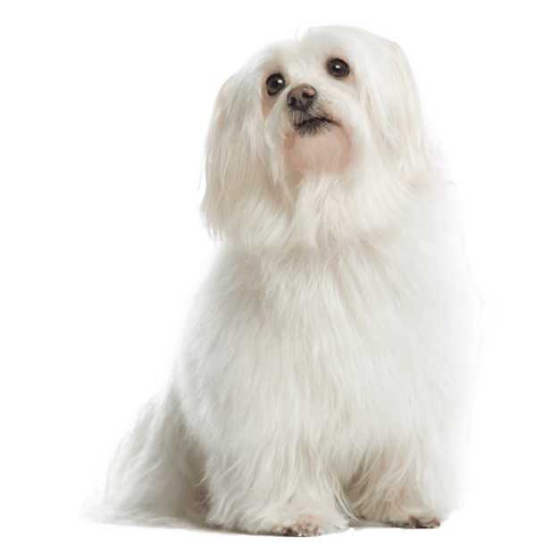 Bichón maltés