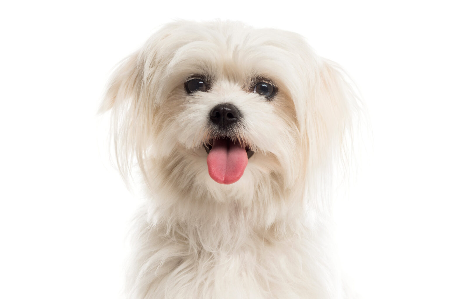 Bichón maltés