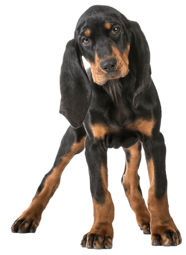 Black and tan coonhound
