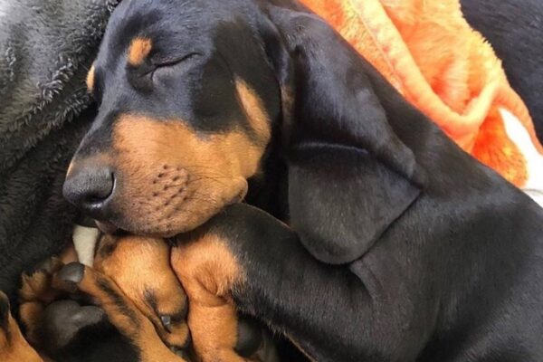 salud del Black and tan coonhound