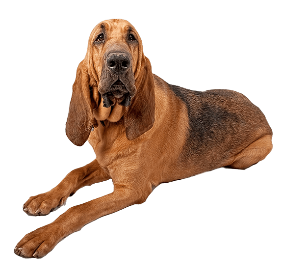 Bloodhound o Perro de San Huberto