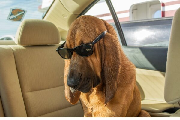 Por que tienen mal olor los Bloodhounds