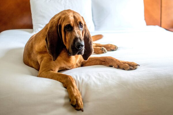 origen de los Bloodhounds