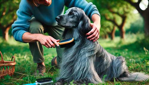 Blue Picardy Spaniel cuidado