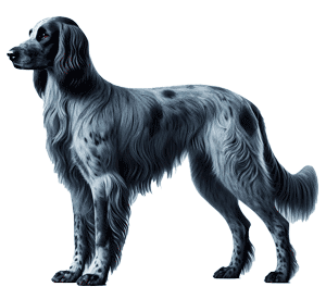 Blue Picardy Spaniel