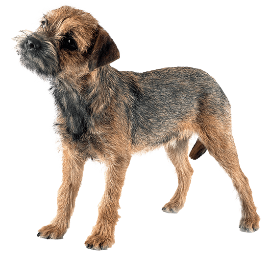 Border terrier
