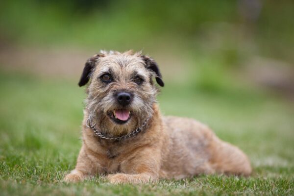 salud de un Border terrier