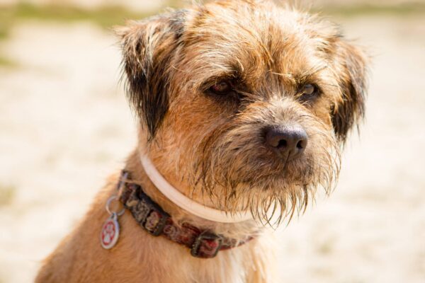 temperamento de un Border terrier