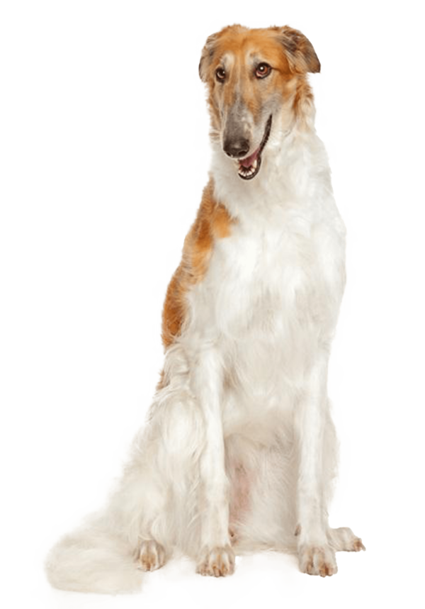 Borzoi