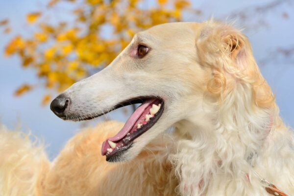 ventajas y desventajas de un Borzoi