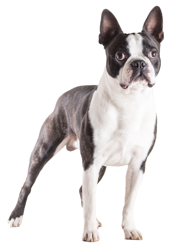 Boston terrier