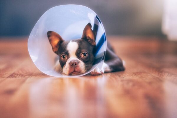 salud de los Boston terrier