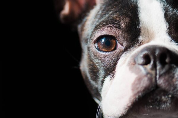 temperamento de un Boston terrier
