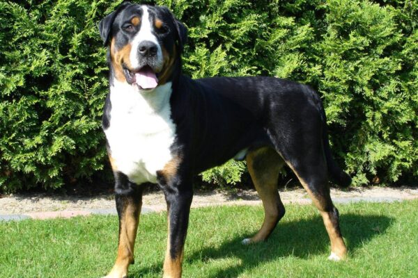 Boyero de Appenzell