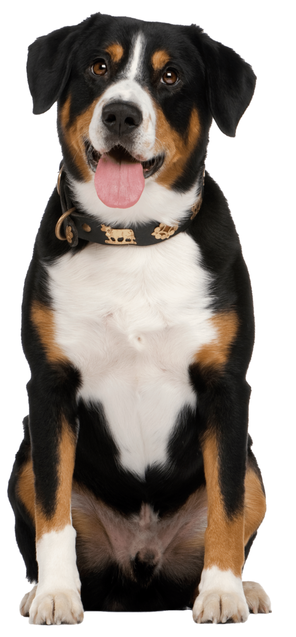 Boyero de Entlebuch