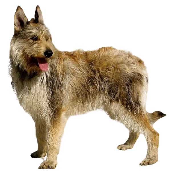 Boyero de las Árdenas