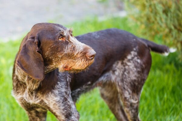 origen del perro Braco alemán de pelo duro