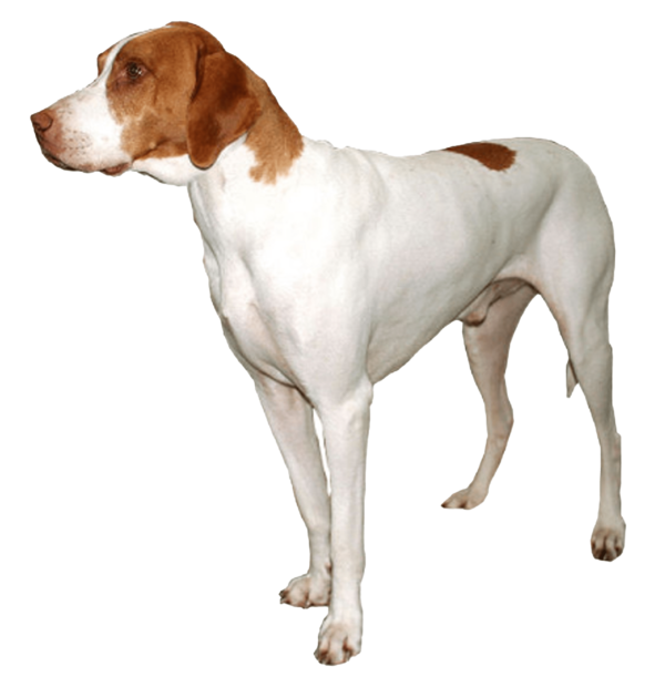 Braco de Saint Germain