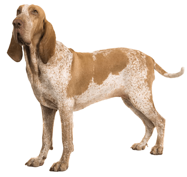 Braco italiano