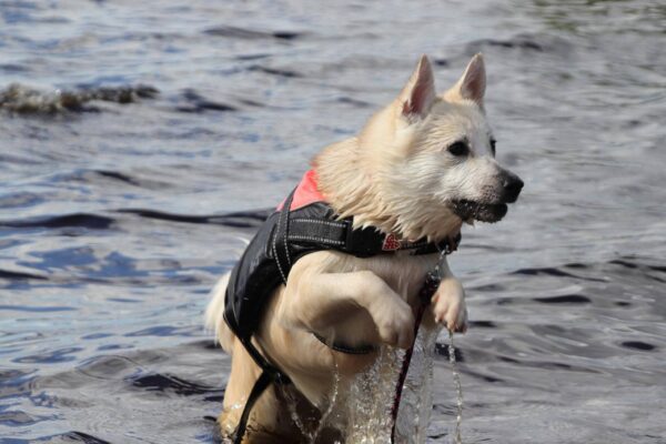 Buhund noruego