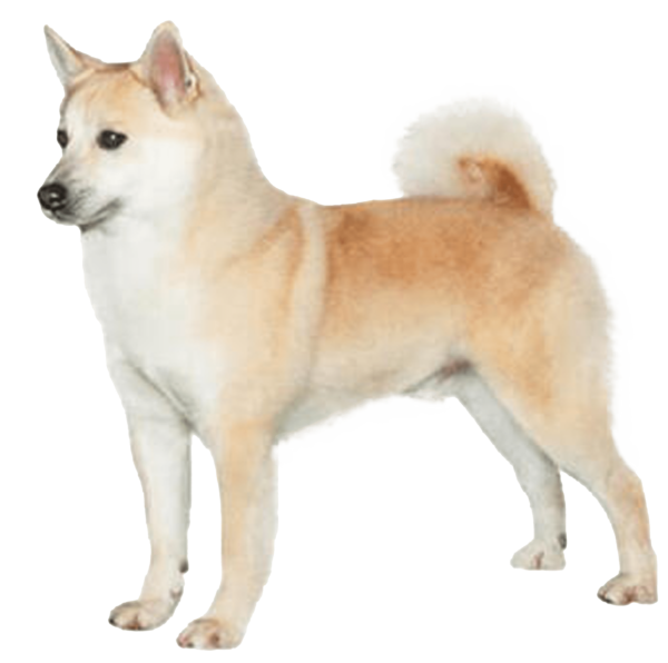 Buhund noruego