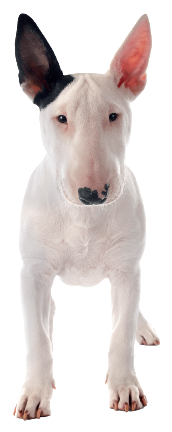 Bull terrier