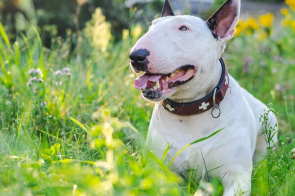 salud del Bull terrier