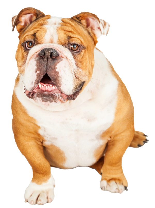 Bulldog