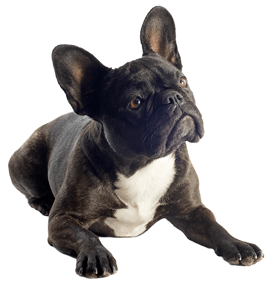 Bulldog frances