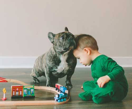 Bulldog Inglés cuida de tu bebé