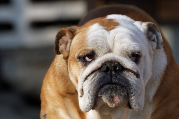 por que se llama Bulldog