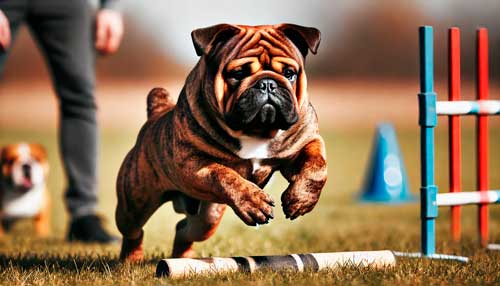 Bulldog victoriano temperamento