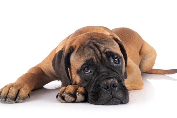 Bullmastiff es bueno como cazador