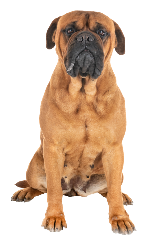 Bullmastiff