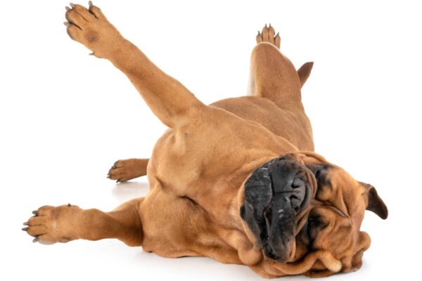 temperamento de un Bullmastiff