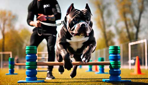 Bully americano reconocimiento