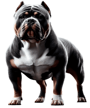 Bully americano