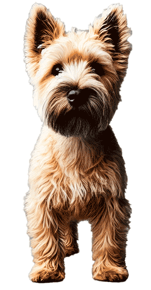 cairland terrier
