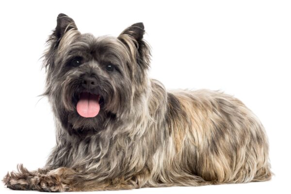 salud del Cairn terrier