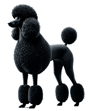 Caniche Estándar