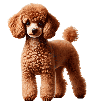 Caniche Toy