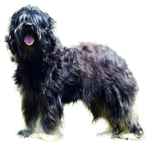 Cão da Serra de Aires