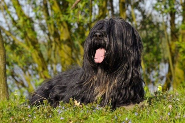 origen del Cão da Serra de Aires