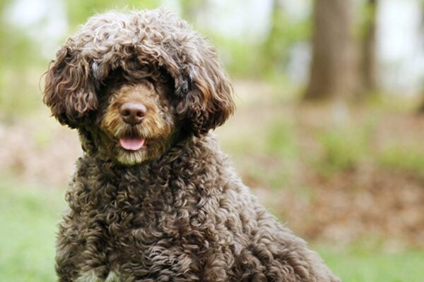 de donde procede el Cão de água português