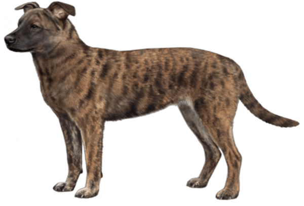Cão de Fila de São Miguel